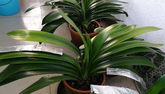 家庭盆栽土壤不透气怎么办?核桃壳、瓜子皮一用,烂根问题不在