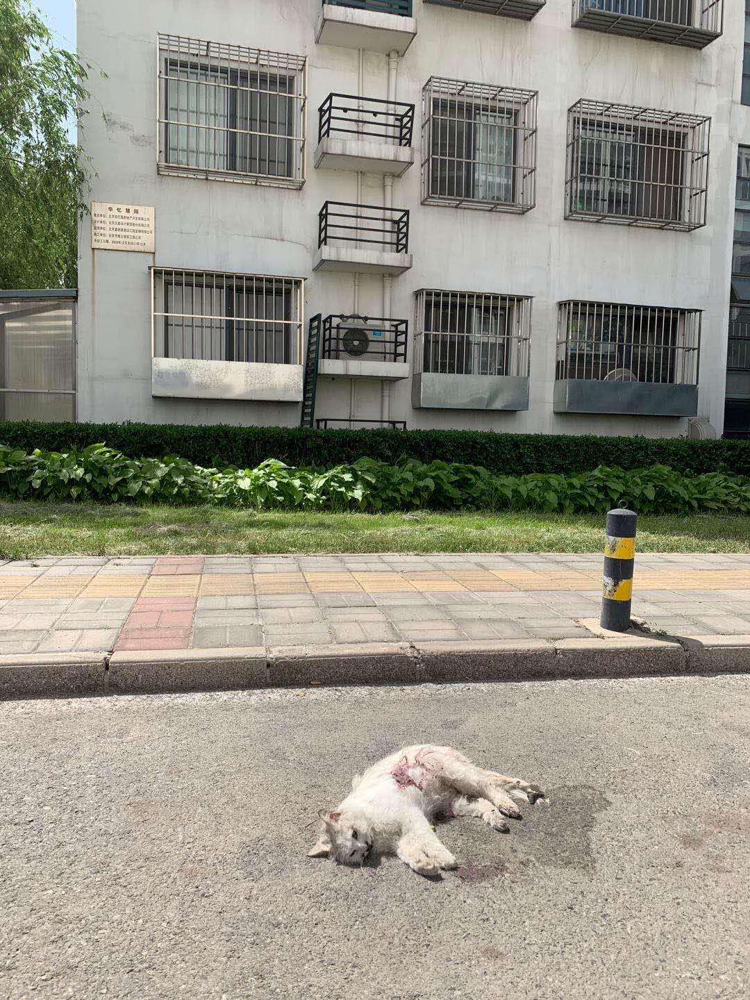 小学生虐待小动物该怎么办,有专门针对虐待动物的法律吗