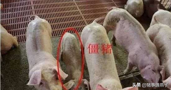 治疗僵猪的小偏方配方,有治疗僵猪的药吗