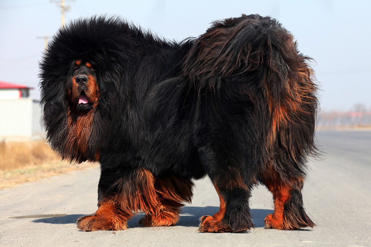 世界十大最贵宠物世界上最贵的宠物是什么