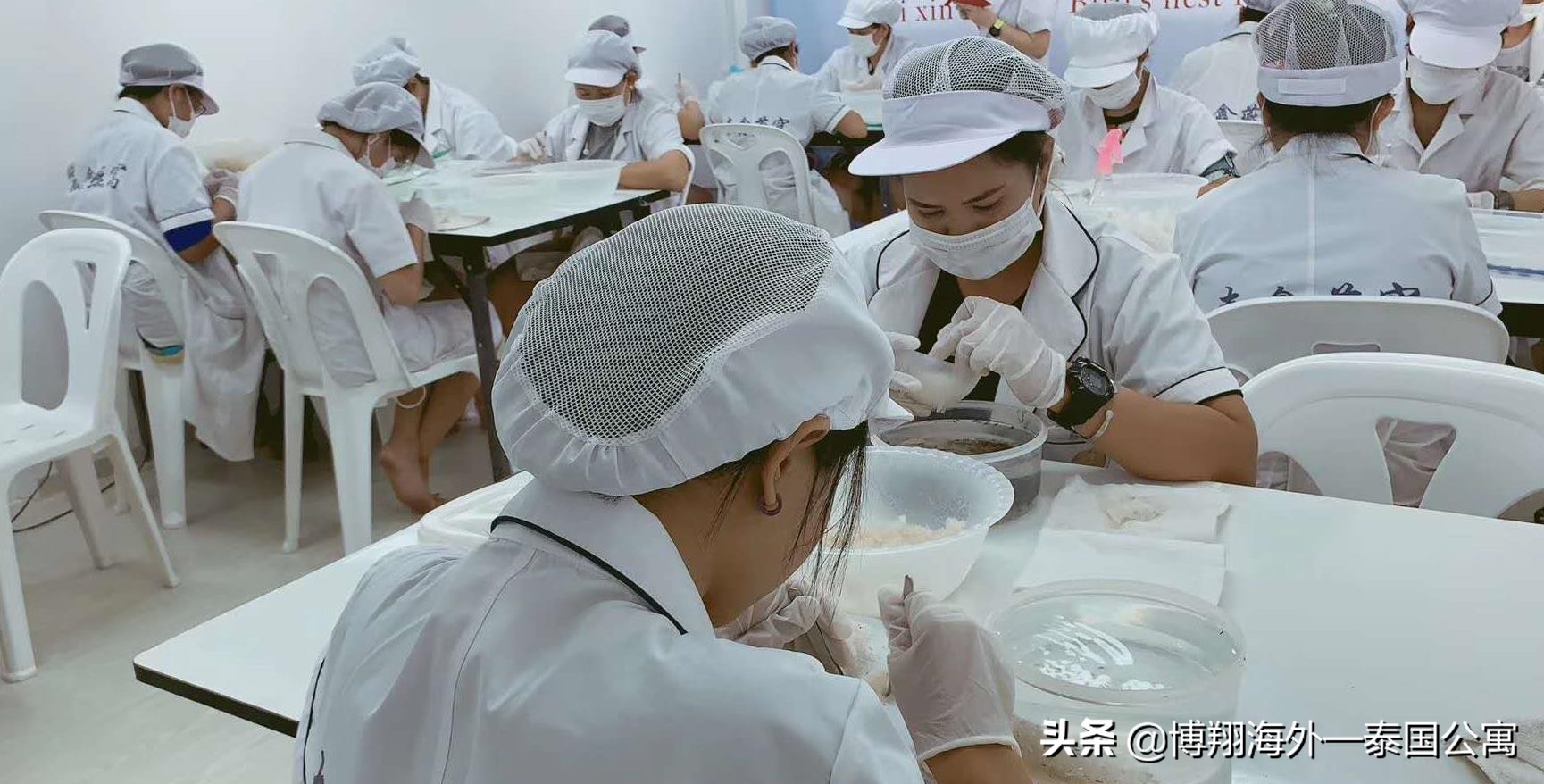 泰国燕窝比马来好些吗,印尼燕窝和马来西亚燕窝区别