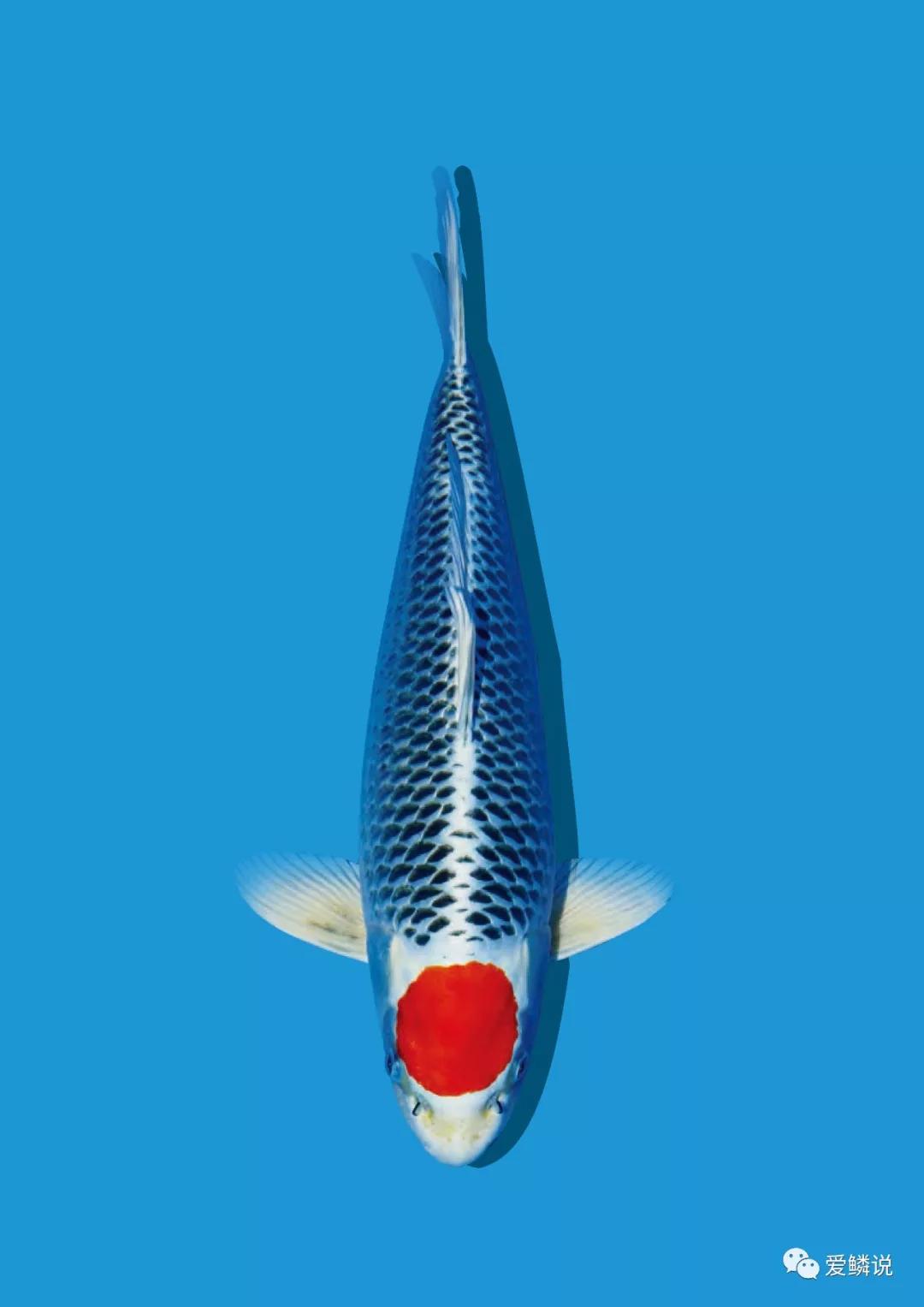 锦鲤趴缸缩鳍平躺怎么回事,锦鲤老是侧游是什么原因