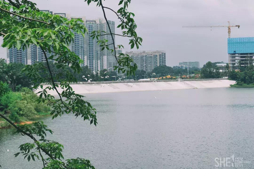 深圳市美美美,深圳最美免费水库