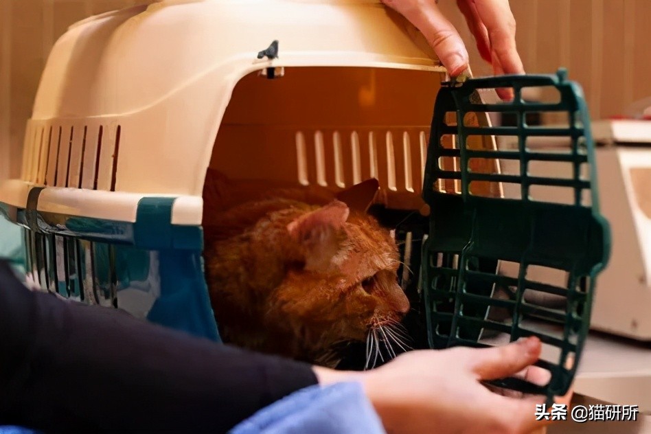 猫咪老是把屎踩的到处都是,猫咪踩屎在脚上