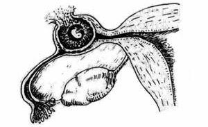 月经不调的简单小方法,医生对月经不调的建议