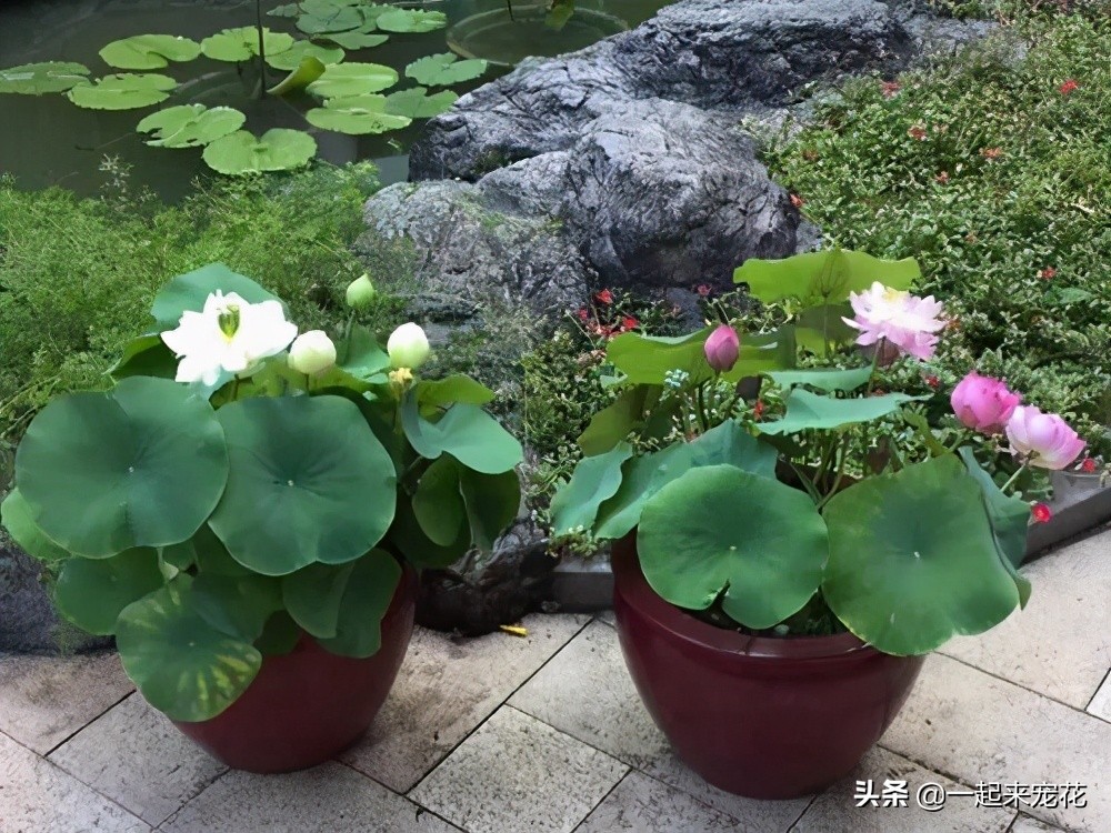 碗莲种子发芽到开花全过程,碗莲荷花种子几天发芽