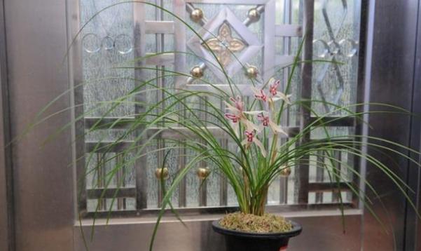 比较贵的兰花品种图片及名称,兰花十大名贵品种有哪些