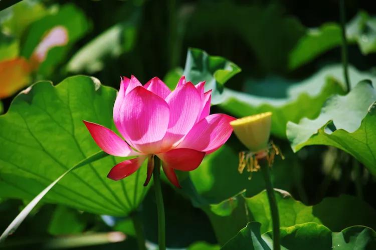 尼康入门单反,单反快速入门攻略