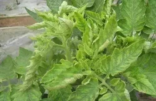 农友：我家有“粪”不用花钱买有机肥？对不起，你的灾难要来了