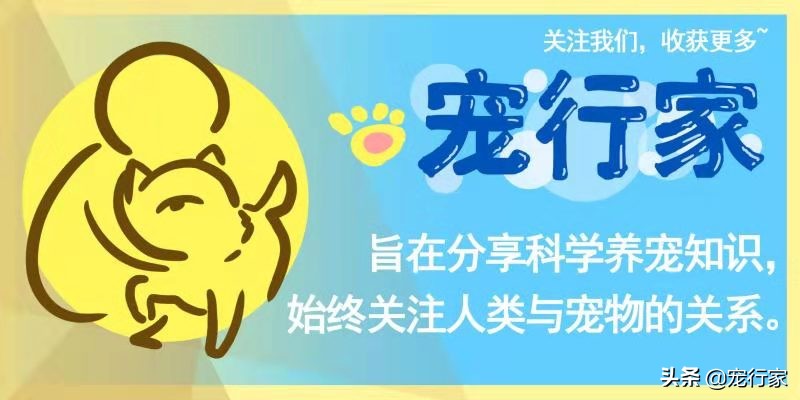 猫为什么会呕吐？如果我家猫呕吐了，我该怎么办？