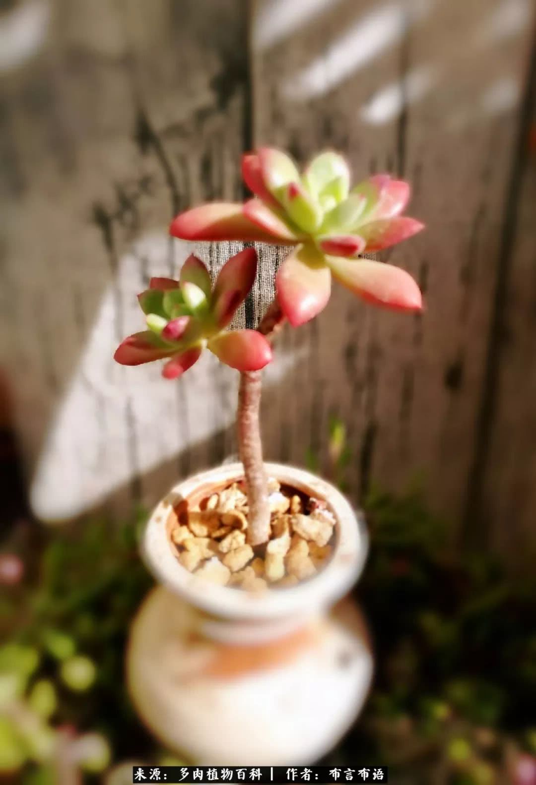 多肉的真实生活感悟,多肉的生活感悟