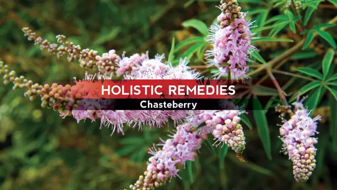 据说圣洁莓能调理月经，它适合多囊女生吗？