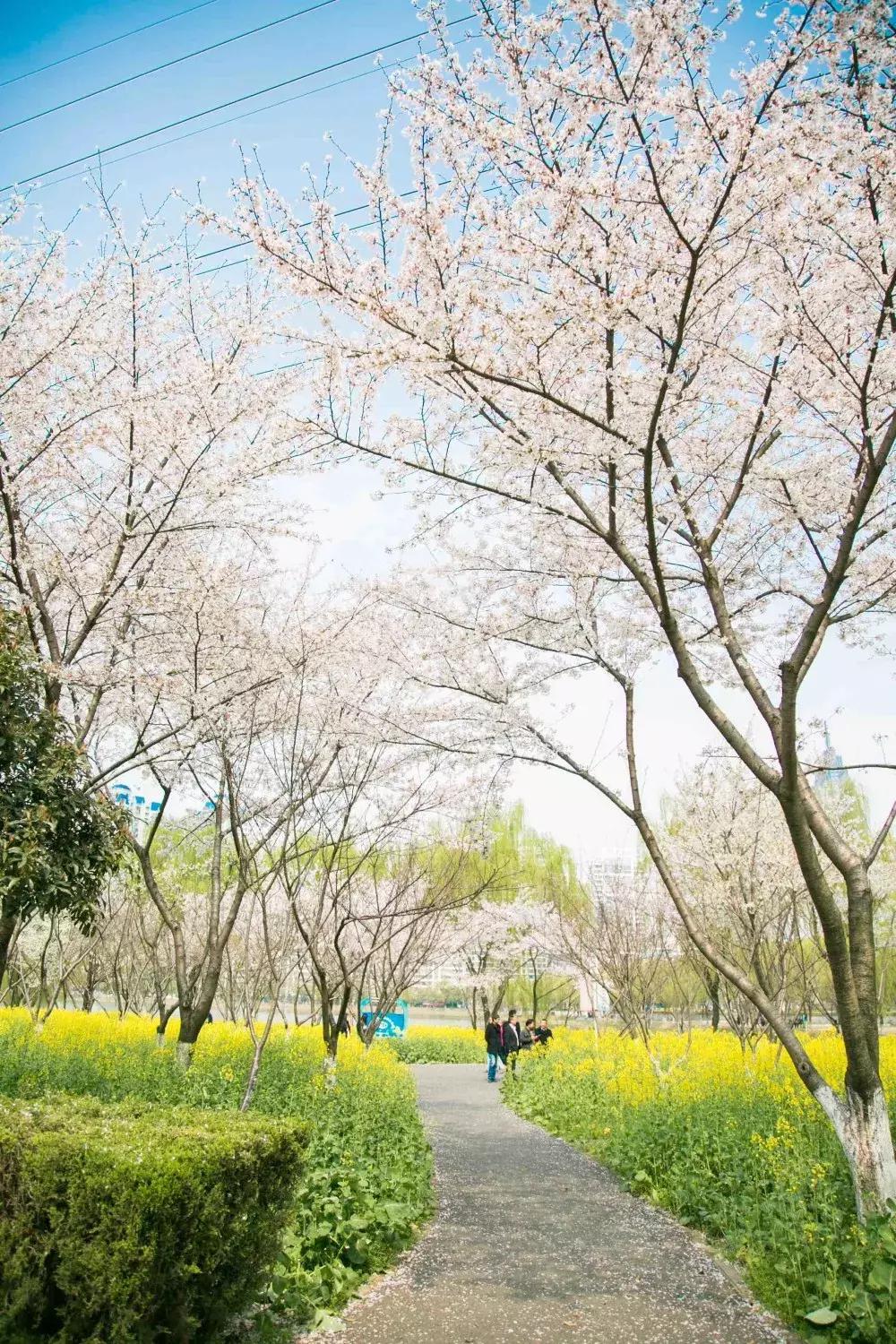武汉好消息今日头条,湖北武汉好消息