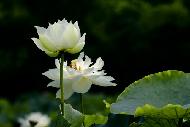 喜欢“水中花”就养这4种,一年四季有花赏,个个都很“仙”