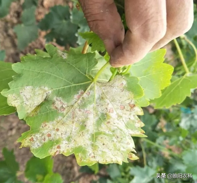 葡萄5大病害高效防治方案,葡萄坏了有什么症状