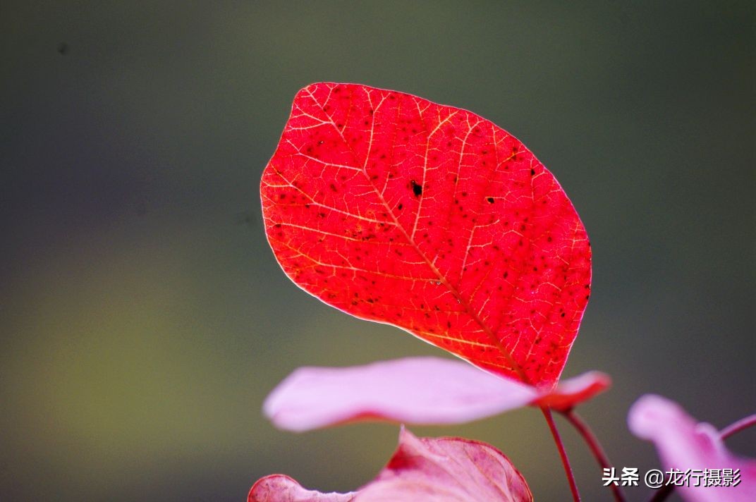 一度封机的老相机灰尘终于被清除了，试拍二张，色彩非常喜欢