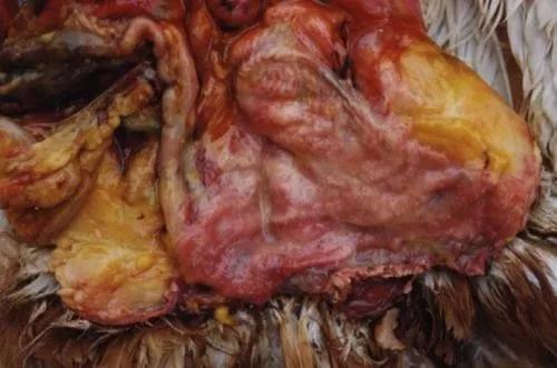 蛋鸡输卵管炎治疗哪个厂家的好,阿莫西林治疗蛋鸡输卵管炎有效吗