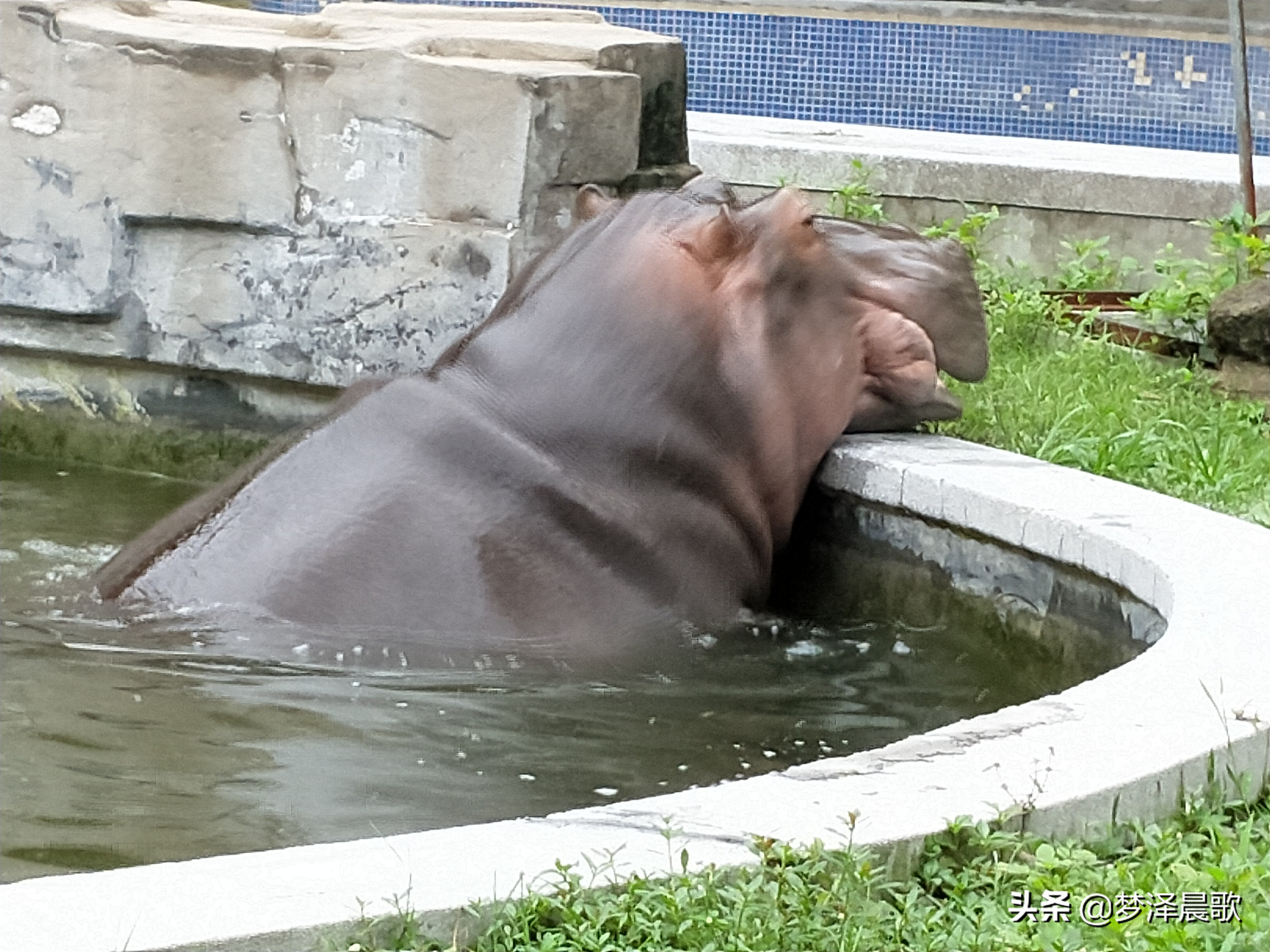 憨憨的河马有多厉害,憨厚的河马