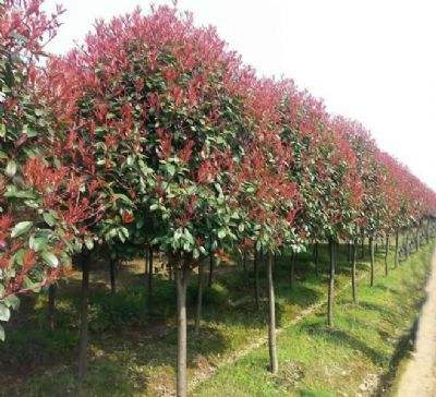 高杆红叶石楠树,清幽红叶石楠