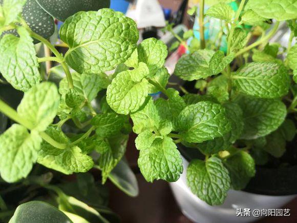 室内养几盆薄荷对人体有好处吗,薄荷在室内怎样养的漂亮