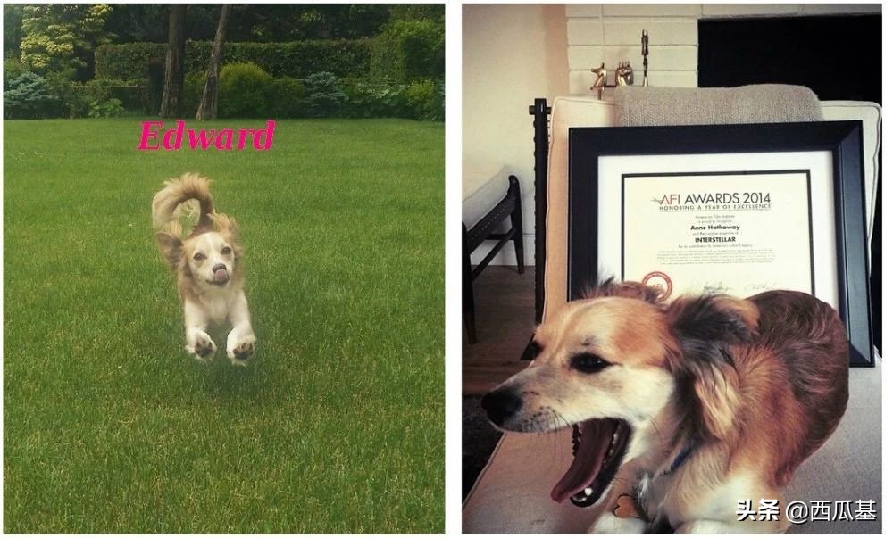 各大明星都养什么狗,公认最好养的十种狗大型犬