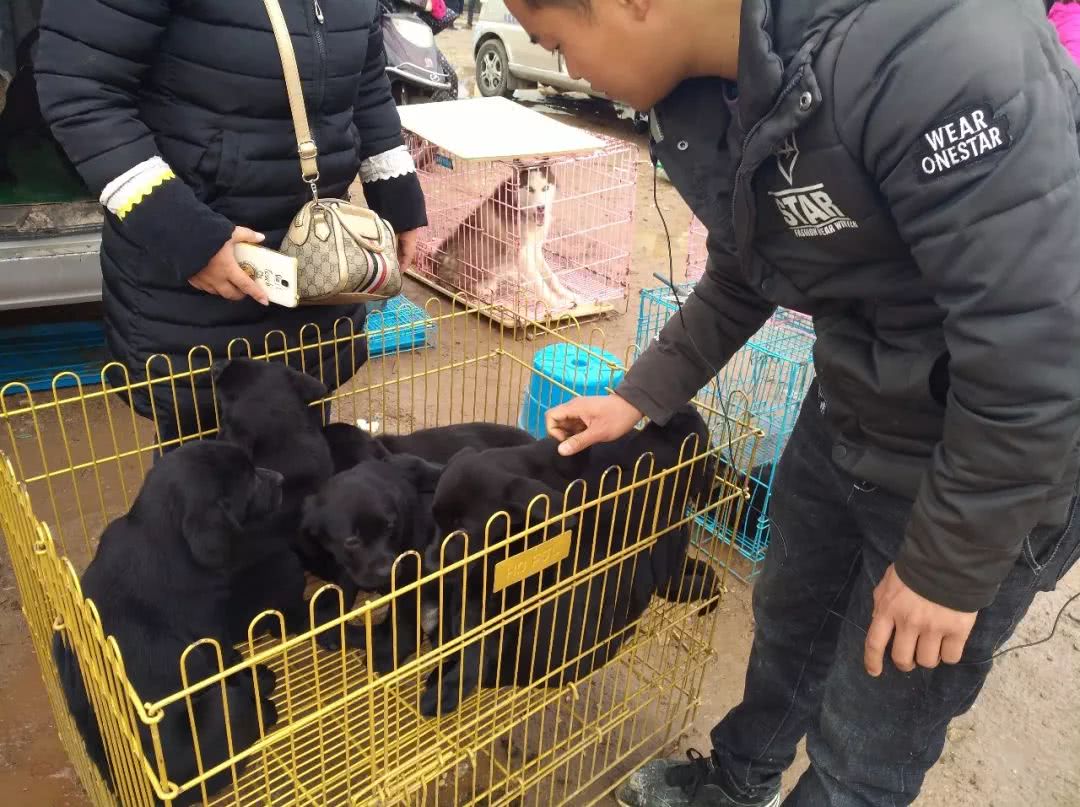 农村狗市300元就卖了的拉布拉多,同城自家拉布拉多小狗出售