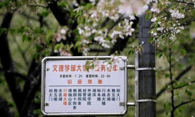 武大樱花一切美好都如约而至,武大樱花正盛开