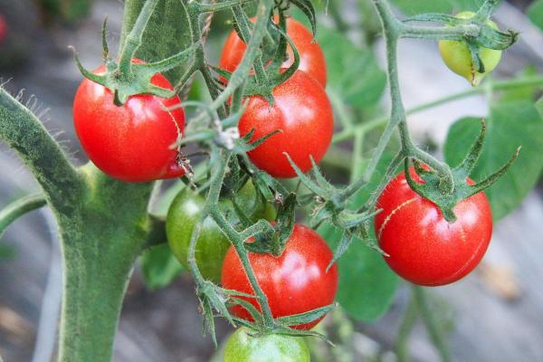 西红柿移苗打蔫几天可以恢复正常,西红柿打蔫儿什么情况