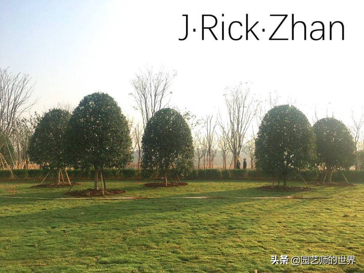 果岭草坪的种植养护方法及技巧,怎么种植一个可以躺的草坪