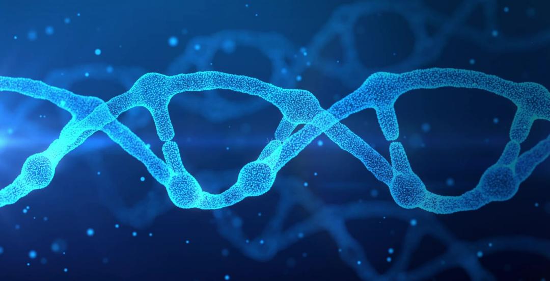 多莉克隆羊是怎么克隆出来的,克隆羊多莉的成功意义和影响