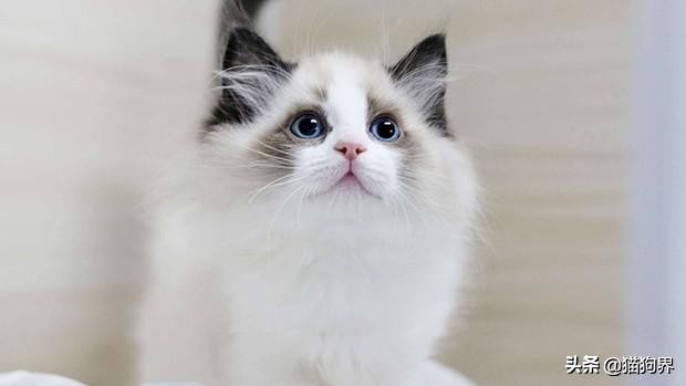 布偶猫打扮成小公主,布偶猫变成美少女