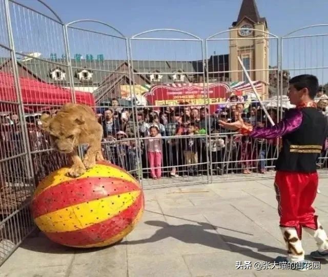 老虎和狮子分离了多久,狮子是百兽之王老虎是森林之王