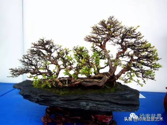 精品雀梅盆景名称,值得收藏的盆景作品欣赏