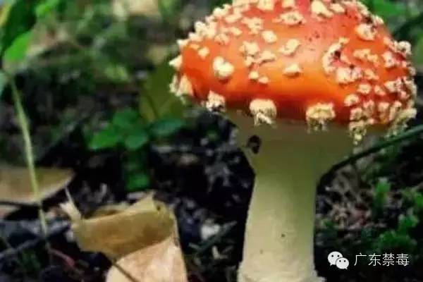 冬虫夏草子实体有毒吗,冬虫夏草砷超标有毒是真的吗