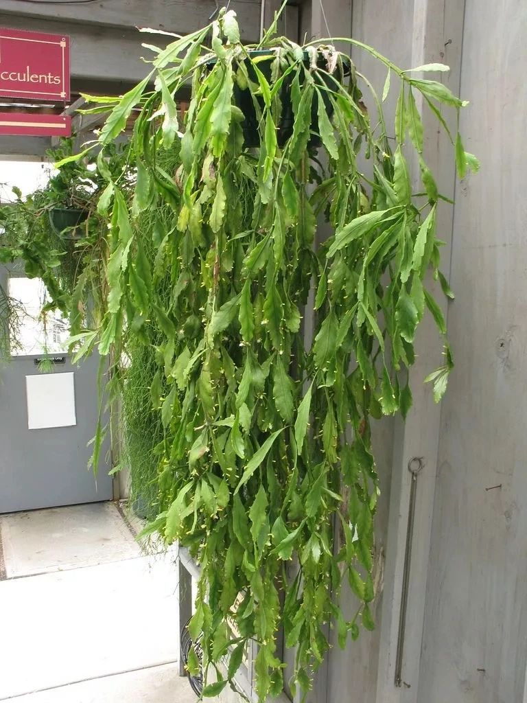 适合室内种植的爬藤植物有哪些,跟绿萝一样好养的爬藤植物