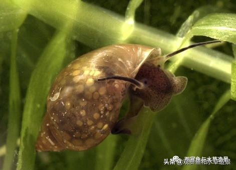 鱼缸里涡虫和蛋白虫的区别,水蚤缸底絮状物需要清除吗