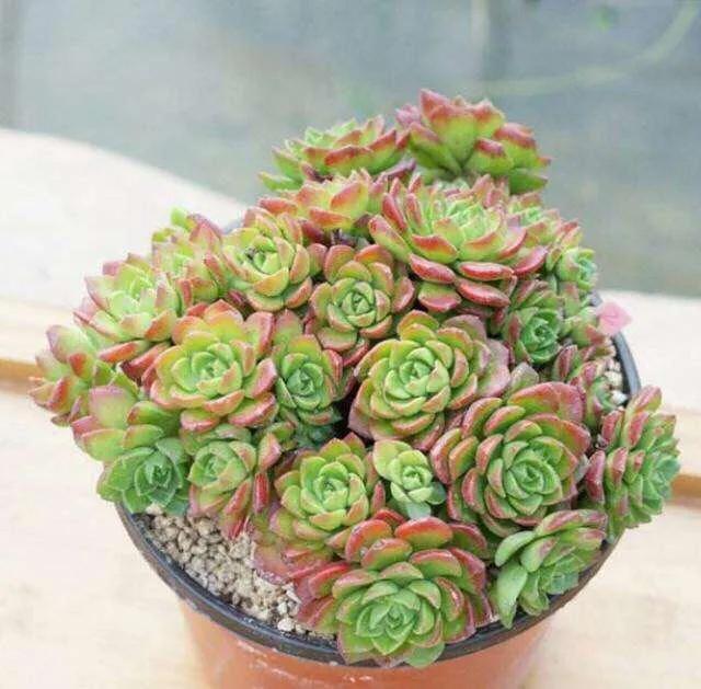 蒂亚多肉适不适合阳台,花卉市场的月季怎么样