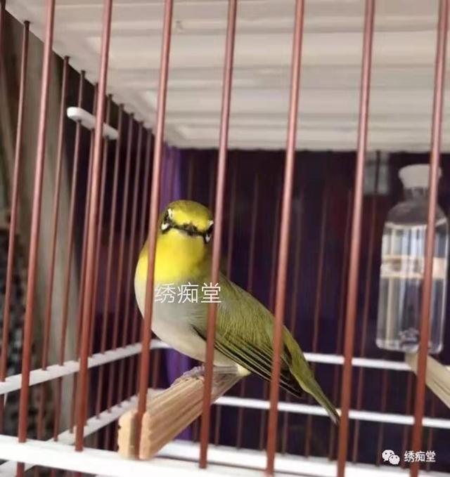 小鸟感冒怎么办,小鸟生病哪里买药