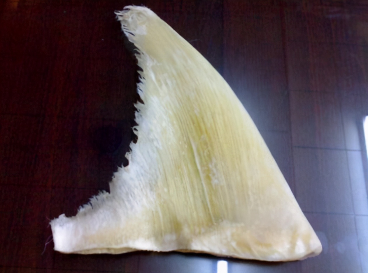 鱼翅无滋无味又没营养，为什么能成为达官贵人才吃得起的象征？