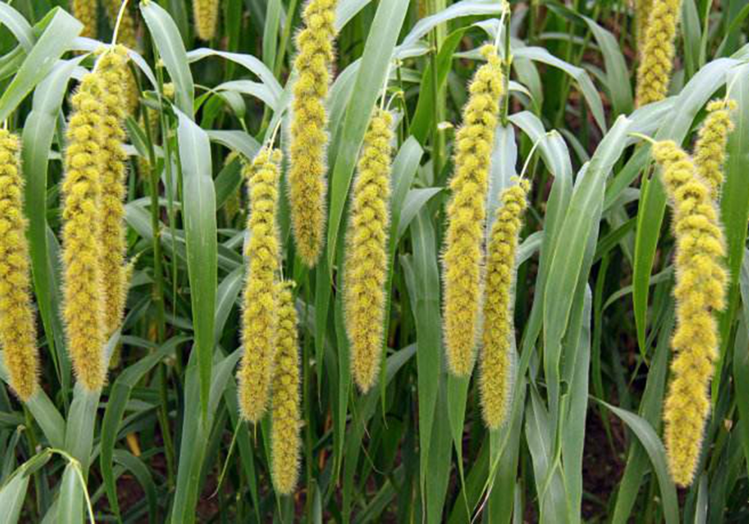 谷子种植，了解其生育阶段，是实现高产的基础，你学会了吗