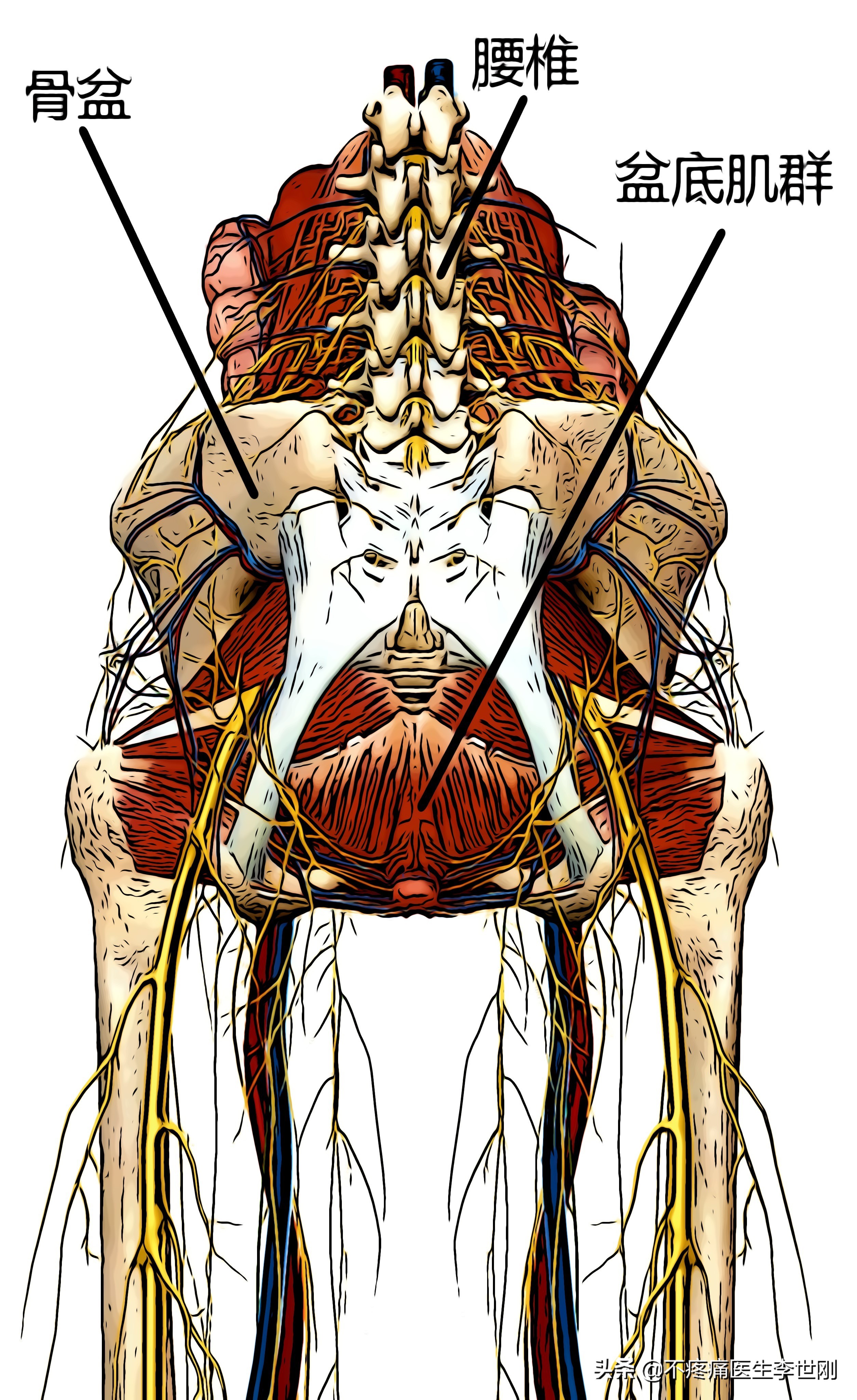 盆底肌功能康复治疗医院如何做,盆底肌功能障碍康复训练方法