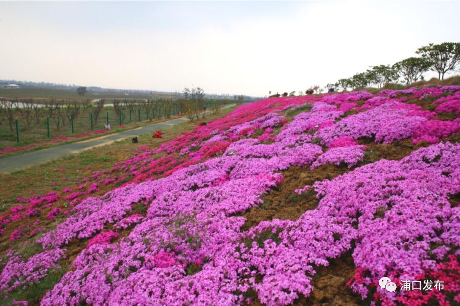 浦口花,南京看花的地方浦口
