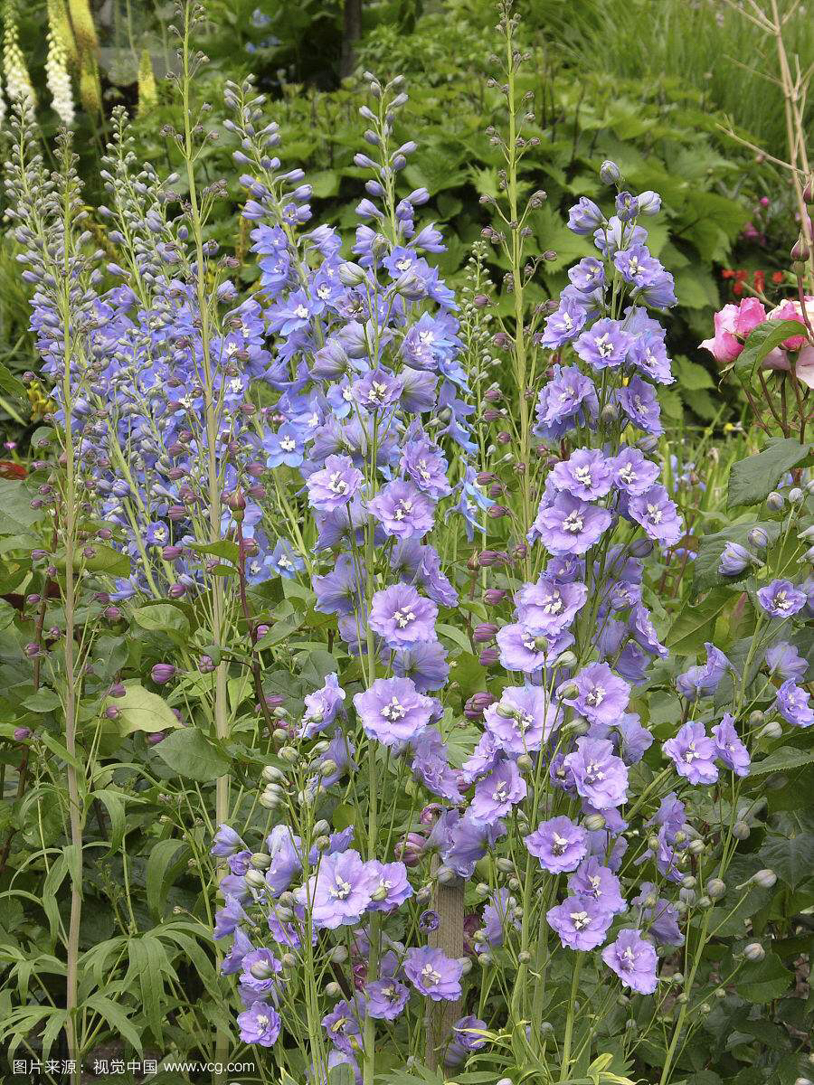 中药材飞燕草,中药飞燕草的功效