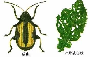 跳甲防治技巧,跳甲最好的克星