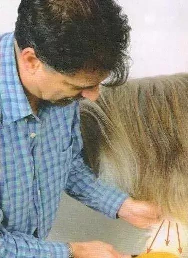长毛犬如何让毛不打结,长毛犬打理视频
