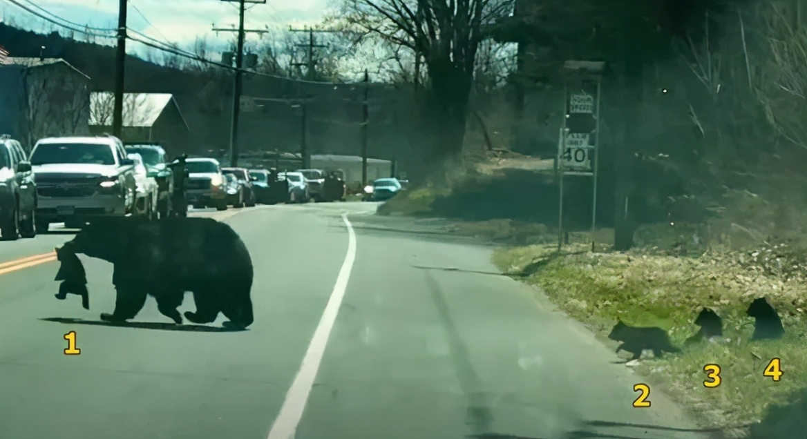 黑熊带孩子过马路,路遇熊妈妈带着四只熊孩子过马路