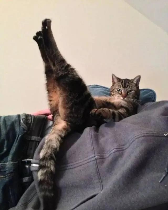 猫的终极凡尔赛：你的屏幕放不下我的腿