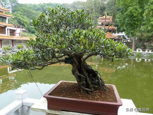 中华蚊母树桩盆景怎么养,盆景中华小叶蚊母怎样养护