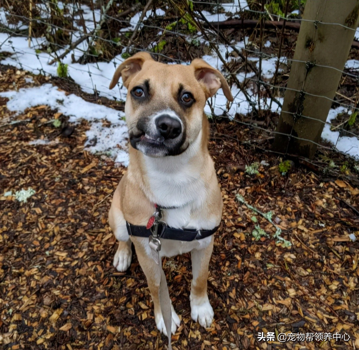 狗狗天生眼斜鼻子歪,狗狗有眼斜嘴歪的么