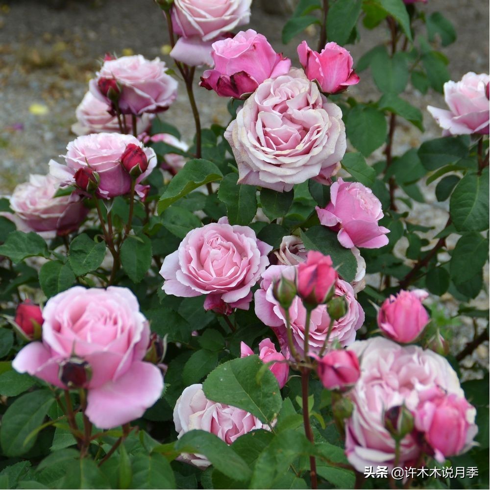 抗性强无刺月季蔷薇品种有哪些,抗性好的切花月季推荐